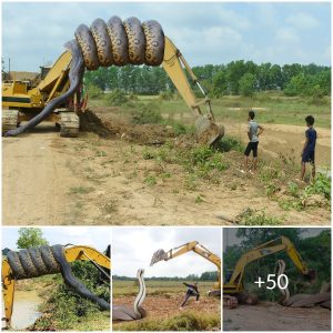 Suddenly the giant 20 foot long python coiled around the excavator, showing amazing power like in the movies (video)