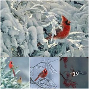 A Golden Surprise: The Rare Appearance of the Golden Pheasant in China’s Early Snowfall
