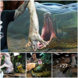 Rare Footage Captures Massive Anaconda Feasting on Pig Underwater(video)