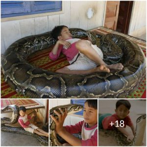 Incredible Connection: Boy and Huge Pet Python Forge Special Relationship(video)