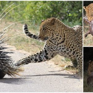 Leopard ends up with a porcupine’s quill up its nose after trying to eat the spikey creature – Ƅut it soon gets its own Ƅack (VIDEO)