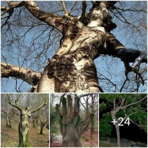 Trees in nature like you’ve never seen: Stunning and strange shapes(VIDEO)