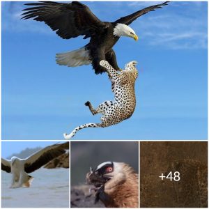 Jaw-Dropping Eagle Attacks Caught on Camera: The Most Incredible Moments(video)