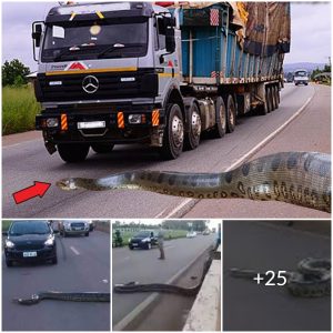 Giant Anaconda Discovered on the Road, Tragedy Overrun by a Car: A Heartbreaking Encounter and the End(video)