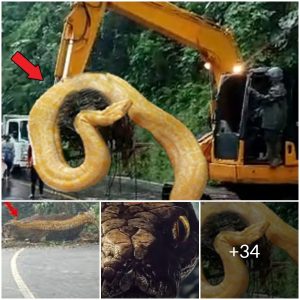 The Enigma of the Giant Yellow Snake Rampaging and Toppling Trees on Cadas Pangeran Road (video)
