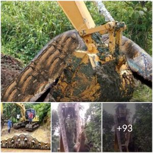 Giant Snake Discovered: Excavator Worker Surprised as Its Body Gets Covered in Mud(video)