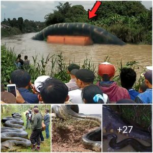 Witness the fearsome giant python in Kalimantan, which dominates the archipelago(video)