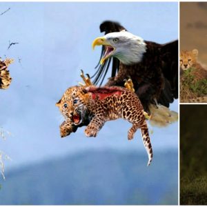 Leopards can only stand and watch the poor herd being destroyed by a vicious eagle but don’t know what to do (video)