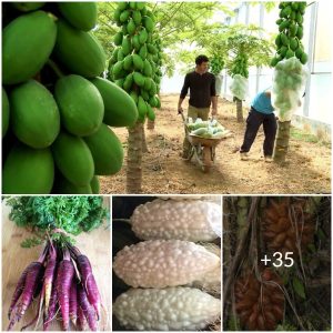 Nature’s Oddities: Discovering the Fascinating Fruits of the World’s Most Unusual Tropical Plants