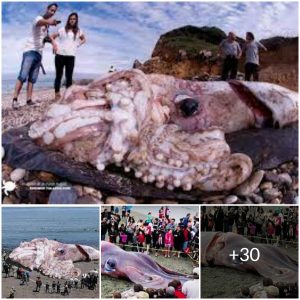 A giant squid that washed up on a 160-foot (49-meter) British beach has caused a stir on social media( video)