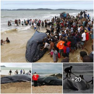 Mobilizing more than 200 people to rescue the 69-foot giant humpback whale stranded on the beach of Argentina (video)