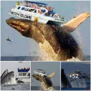 The blue whale and the ship are lifted at a speed that scares the people on the boat at the Japanese beach(video)