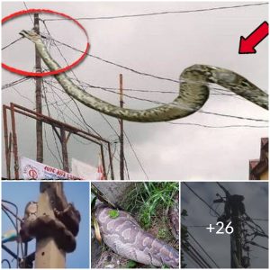 Strangely found a giant python wrapped around an electric cable, causing panic among people (video)