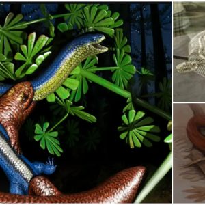 From Legs to Slither: Armless Fossil Sheds Light on Limb Loss in Animals(Video)