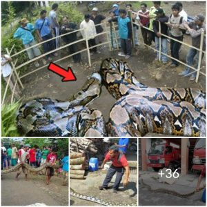 The giant python fell into the hands of the people, afraid of being eaten by the big python, the people reported to the rangers for help (video)