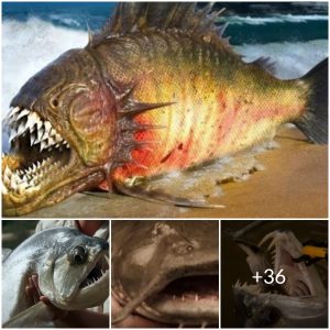 Information from customs is that the fish with 555 teeth is determined to be the most dangerous (video)