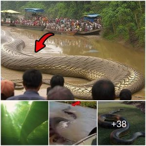 Stunning iscovery: massive 30-meter snake uncovered on Island (video)