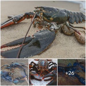 Lobster: discovering the majesty of the blue-blooded hing of the sea – fascinating facts (video)