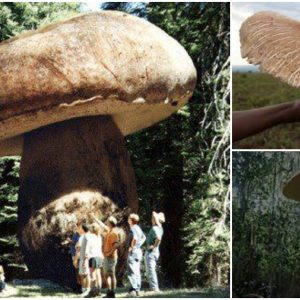 Nature’s miracle: The largest mushroom in the world and its importance in the ecosystem