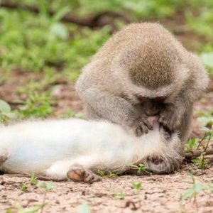 Shedding tears at the moment when the panicked monkey performed CPR on his friend because he saw his friend lying motionless (VIDEO)