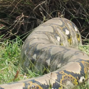 People in a town in India can’t sleep day and night because of the appearance of a giant python that has turned into a monster (VIDEO)