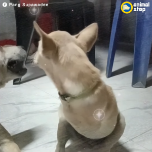 Crying at the video sharing the story of a blind dog who fell into the river and tried to save himself (VIDEO)