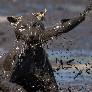 Laughing at the moment a leopard was covered in mud because it had to catch a fish in the swamp (VIDEO)