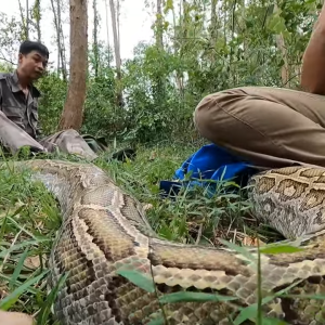 Marvel at the image of a 20 meter long colorful snake raised by an American for 30 years (VIDEO)
