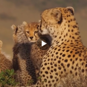 Leopards can only stand and watch the poor herd being destroyed by a vicious eagle but don’t know what to do (video)