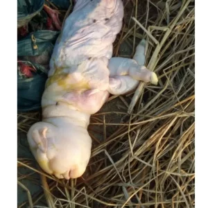 Discovering a dog with a strange shape with a head like a bat’s head gives scientists a headache (VIDEO)