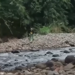 Suddenly discovered a hundred-year-old giant snake living on an old tree in Philippines (VIDEO)