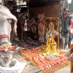 Discovered a cow with five legs in India is worshiped as a god for good luck (VIDEO)
