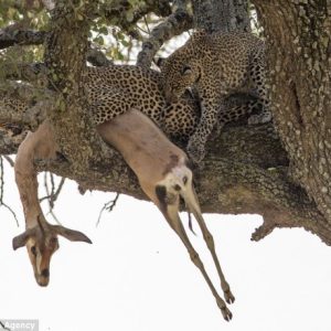 Crying at the image of the deer trying to climb the tree to escape but was still caught by the leopard (VIDEO)