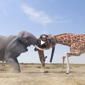 When Giants Clash: Witnessing the Epic Battles of Angry Elephants (Video)