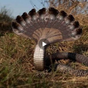 Indian homes under attack by unprecedented ten-headed snake!