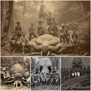 Unveiling the Secrets of Thailand’s Noble Hunting Expeditions: Rare Images of Mysterious Animals Captured during King Rama V’s Reign