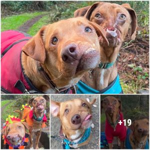 The Heartwarming Story of Two Dogs with Facial Differences Who Found Their Forever Home and Friendship