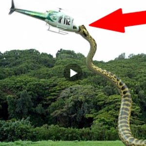 30-Foot Monster Snake Attacks Plane: Passengers Share Their Scary Experience