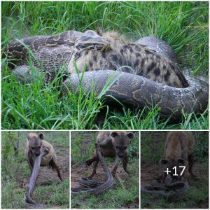 The Predator Becomes Prey: How the African Rock Python Proved to be a Deadly Enemy (Video)