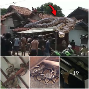 Unbelievable footage captures giant snake slithering across rooftops of local village (Video)