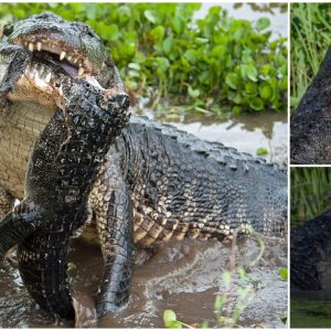 A cruel crocodile ate his companion, and the tail of the little crocodile hung on the chin of the big crocodile