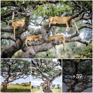 A set of incredible photos of a lion pride perched on a tree to escape ground flies has been making rounds on the internet
