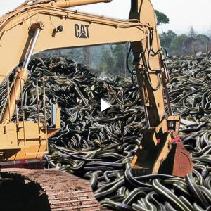 Home to the largest snake pit in the world, it is not a location for the faint of heart (Video)