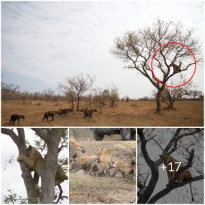 Incredible Footage Captures Lion’s Heroic Effort to Evade Hyena Attack