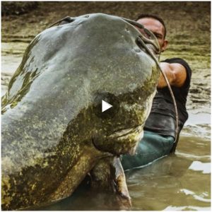 Scary: The Man Was Attacked And Eaten By A 200kg Catfish (Video)