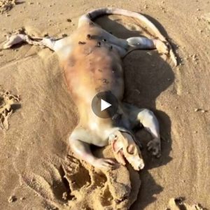 A strange and unusual creature’s body was discovered by a man in Australia, causing a stir on the internet with hundreds of theories about the creature’s origin (Video)