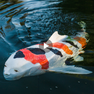 Suddenly discovered a fish with a human-like face that lived for nearly 100 years in the largest lake in China (VIDEO)
