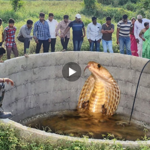 Discovered a snake in an ancient well in India suspected of being a god (VIDEO)