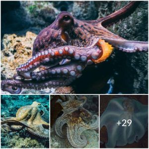Hidden From Scientists’ Prying Eyes, An Octopus Finally Reveals What It Was Guarding