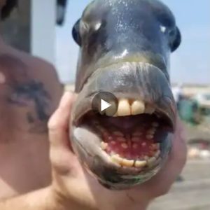 Fish with human-looking teeth was caught off the coast of the Outer Banks in North Carolina and the photo of the creepy catch has gone viral (Video)